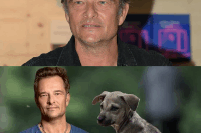 🐾 urgent ! David Hallyday Alerte la FIFA sur l’Extermination des Chats et Chiens Errants au Maroc Avant la Coupe du Monde ! 🚨 Un Appel au Secours Émouvant pour Nos Amis les Bêtes ! 💔🌍