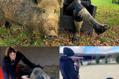 La justice enjoint la propriétaire de la laie Rillette de la confier à une société de dressage d’animaux pour le cinéma : voici ce qu’elle est devenue