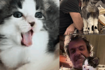 Personne ne s’y attendait et pourtant, c’est bien lui qui a volé la vedette sur le plateau : Ziggy, le chaton de Jean-Luc Reichmann, est apparu en direct pendant l’enregistrement des “12 Coups de midi”. L’animateur, visiblement ému, a expliqué les raisons très personnelles derrière cette présence insolite. Mais ce que les caméras n’ont pas montré, c’est ce moment de panique en coulisses, juste avant le tournage… Qu’est-ce que Ziggy a fait pour semer le trouble ? Et pourquoi Jean-Luc insiste-t-il pour qu’il l’accompagne désormais partout ? cliquez sur le lien pour découvrir la suite.