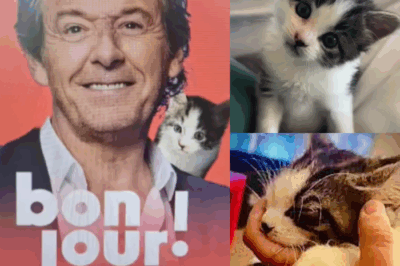 “Incroyable !” : Jean-Luc Reichmann adopte un petit chaton… mais ce qu’il prépare pour lui sur le plateau des 12 Coups de Midi dépasse tout ce qu’on aurait pu imaginer ! → cliquez sur le lien pour tout savoir
