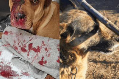 Le Cri Muet de la Rue : L’histoire à peine croyable d’un chien battu à mort, sauvé par l’ultime regard d’espoir qui a percé les ténèbres de sa mémoire. 💔🐾 Il a reconnu cette ombre familière… Mais était-ce pour le pire ou pour le meilleur ? Une rencontre bouleversante qui a redéfini le sens de la rédemption et du pardon. Un récit choc où la cruauté humaine se confronte à la loyauté la plus pure. Préparez-vous à une vague d’émotions intenses. 🚨✨ → Lire la suite : cliquez ici pour découvrir la suite !