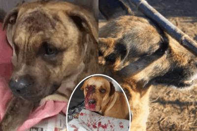 Le Fantôme du Passé : Un regard perdu, un cœur brisé, un chien battu à mort. 😱 Dans ses derniers instants, l’animal a vu l’homme qu’il a aimé et craint le plus réapparaître. 💔 Une fin choquante et inattendue pour une histoire de trahison et de loyauté. Ce que le maître a fait ensuite a laissé le monde sans voix. 🤯 → Lire la suite : cliquez ici pour découvrir la suite !