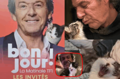 Quand le destin envoie un petit être à quatre pattes pour panser les blessures invisibles : l’histoire bouleversante de Ziggy, le chaton arrivé au moment parfait