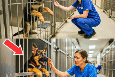 Un fragment de métal sous sa patte : Le secret glacial d’un Berger Allemand révèle un complot d’État et déclenche une chasse à l’homme ! Sa souffrance est la clé d’un scandale qui va choquer le monde entier ! 🕵️‍♂️🔥 Lire la suite…