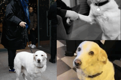 L’impensable est arrivé… 🐾 Dans la vie de Jean-Luc Reichmann, elle était un pilier, une présence rassurante dans les bons comme les mauvais moments. Aujourd’hui, un silence assourdissant a envahi sa maison. 😢 Il lui a fait ses adieux avec des mots d’une tristesse infinie. Ne manquez pas son témoignage émouvant qui vous touchera en plein cœur, disponible dans les commentaires. 👇
