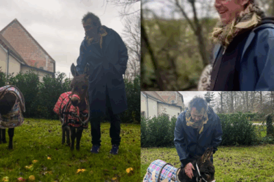 ❤️🐴 La tendance la plus adorable de l’année ! Après l’hilarant Pierre Niney, c’est au tour de Jean-Luc Reichmann d’agrandir sa famille… avec des ânes ! L’animateur a présenté ses nouveaux protégés et les images sont à croquer. Découvrez leurs noms et cette nouvelle passion qui fait le buzz ! Article complet en commentaire ! 👇