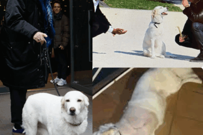 Émotion totale 💔 : Jean-Luc Reichmann annonce, dévasté, la disparition de sa chienne Donna, âgée de 12 ans ; un compagnon fidèle qui a partagé tant de moments de vie et de plateau, devenant une véritable icône auprès des fans et suscitant une vague d’émotion sur les réseaux sociaux ; le présentateur confie son chagrin, ses souvenirs précieux et l’impact de cette perte sur son quotidien, rappelant combien la relation entre l’homme et l’animal est unique, profonde et parfois douloureuse — coïncidence ou rappel brutal de la fragilité de la vie ? 👉 Lire plus dans le premier commentaire 👇👇