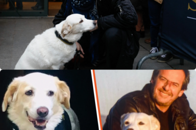 Drame personnel pour Jean-Luc Reichmann : l’animateur annonce la mort de Donna, sa chienne de 12 ans, une disparition qui ravive en lui des blessures profondes et un chagrin difficile à mettre en mots 😢 Difficile de croire, mais c’est vrai. Derrière son sourire, il cachait une bataille silencieuse pour accompagner son fidèle compagnon jusqu’à la fin. Pourquoi cette perte le touche-t-elle autant ? Quel rôle secret jouait Donna dans sa vie quotidienne ? Une révélation poignante qui expose toute la fragilité de l’homme derrière la star 👇