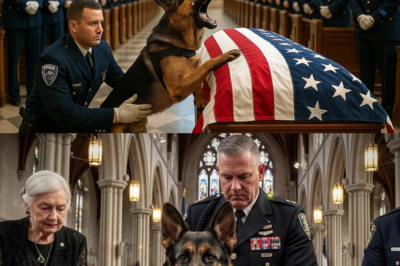 Le chien a aboyé sur le cercueil du colonel ils l’ont ouvert et ont trouvé quelque chose de choquant_d